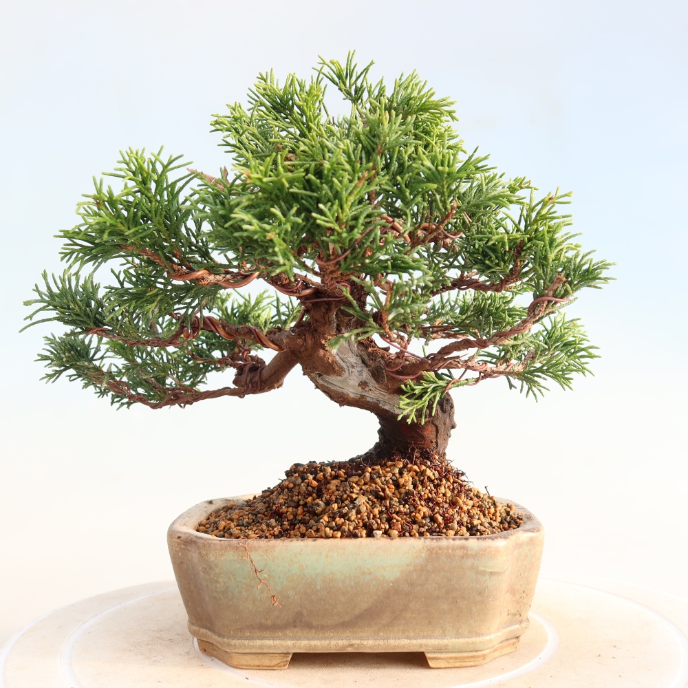 Venkovní bonsai - Juniperus chinensis Itoigawa -Jalovec čínský