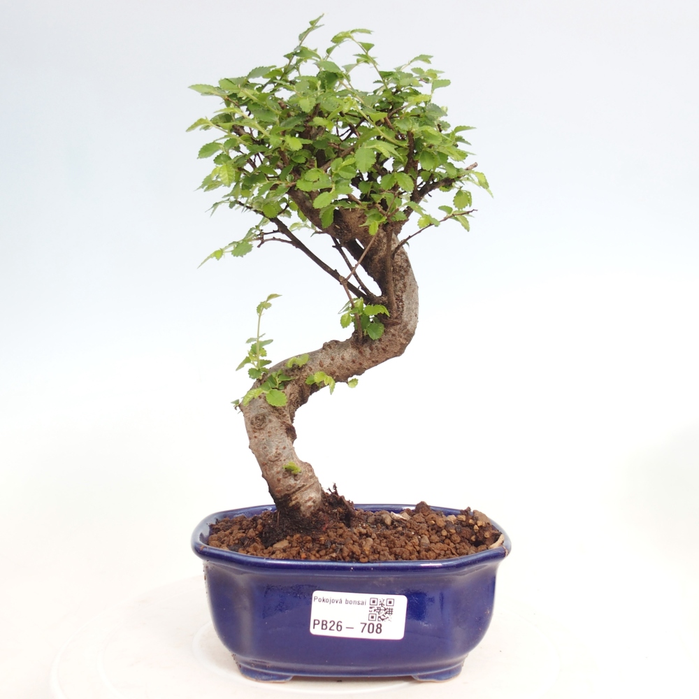 Pokojová bonsai - Ulmus parvifolia - Malolistý jilm