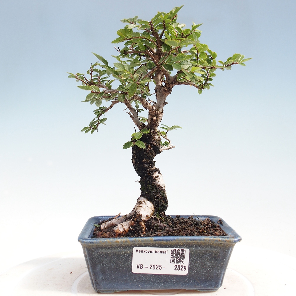 Venkovní bonsai - Zelkova - Zelkova NIRE