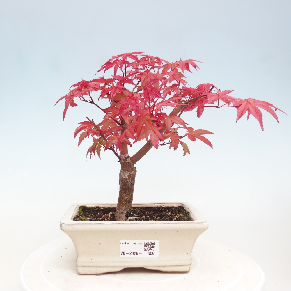 Venkovní bonsai - Javor dlanitolistý - Acer palmatum DESHOJO