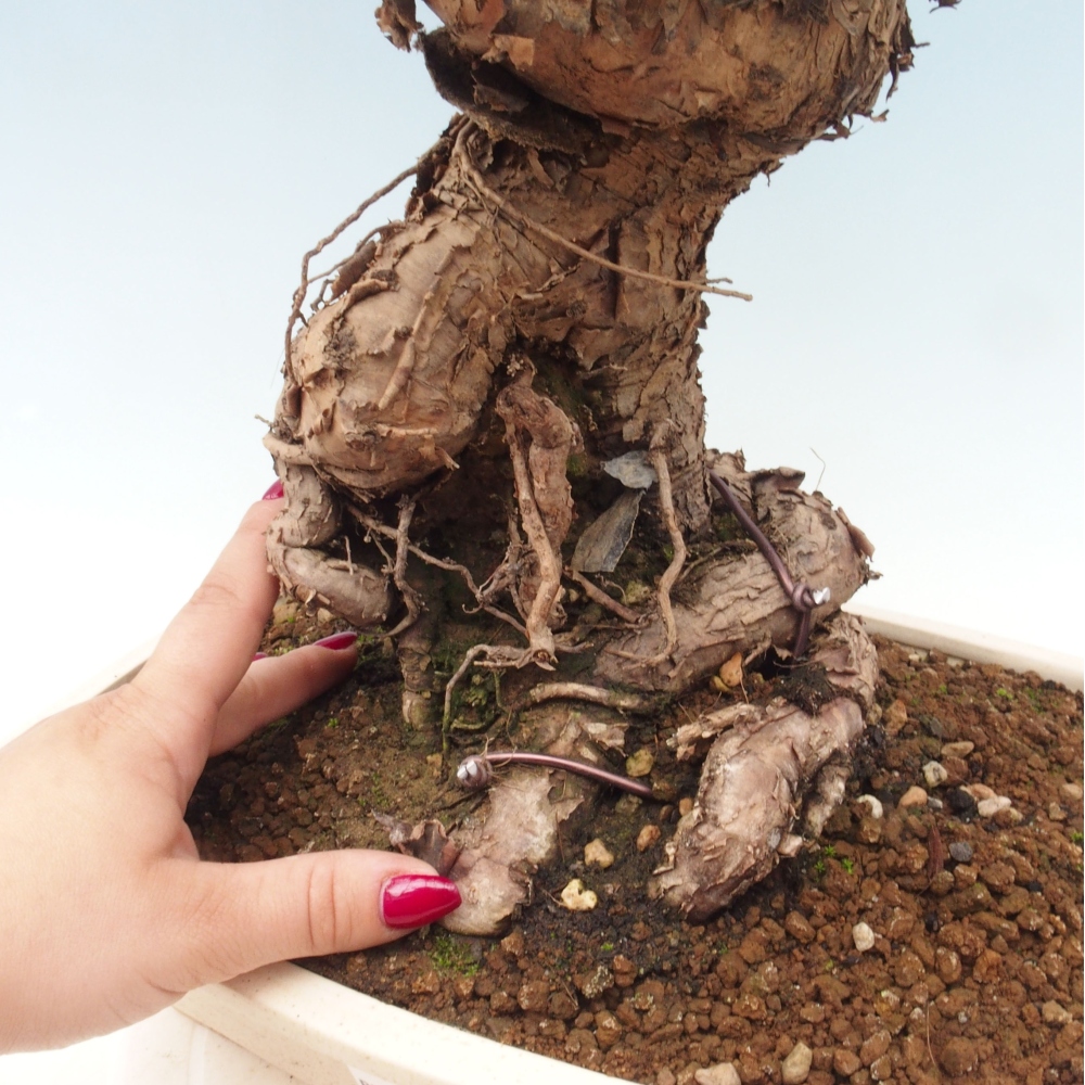 Pokojová bonsai - Araukarie - pokojový smrček