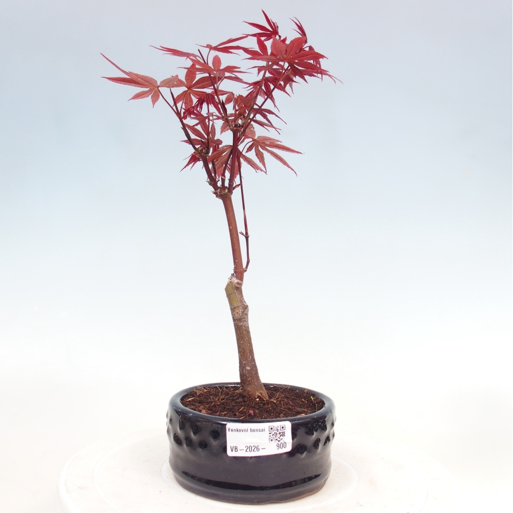 Venkovní bonsai - Acer palm. Atropurpureum-Javor dlanitolistý