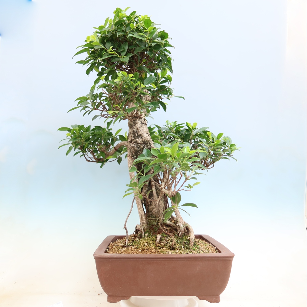 Pokojová bonsai - Ficus kimmen -  malolistý fíkus