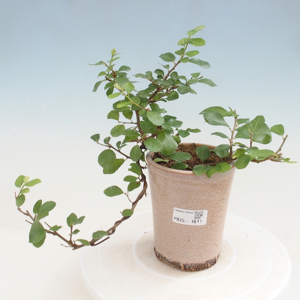 Pokojová bonsai - Grewia occidentalis - Hvězdice levandulová