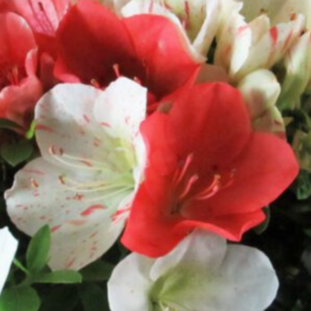 Venkovní bonsai - Japonská azalka - Azalea Asahi-no-izumi