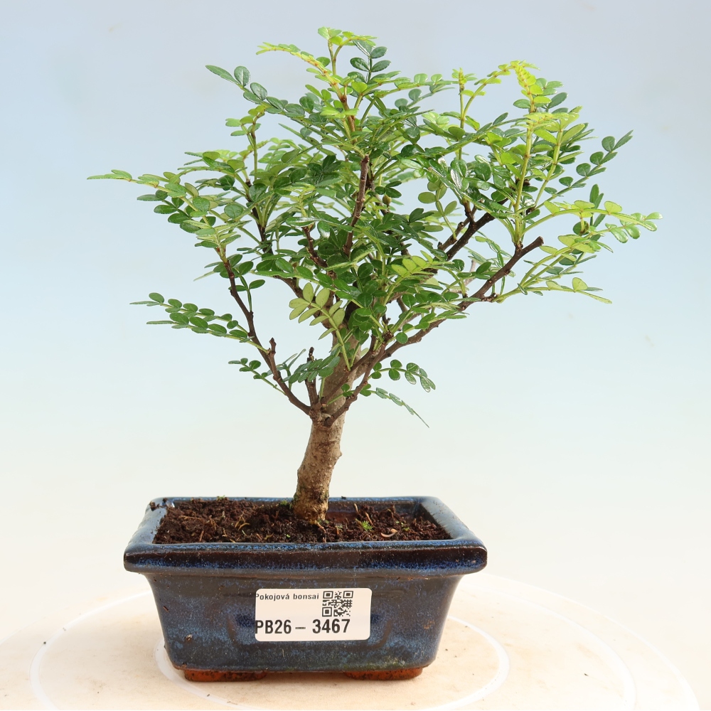 Pokojová bonsai - Zantoxylum piperitum - pepřovník