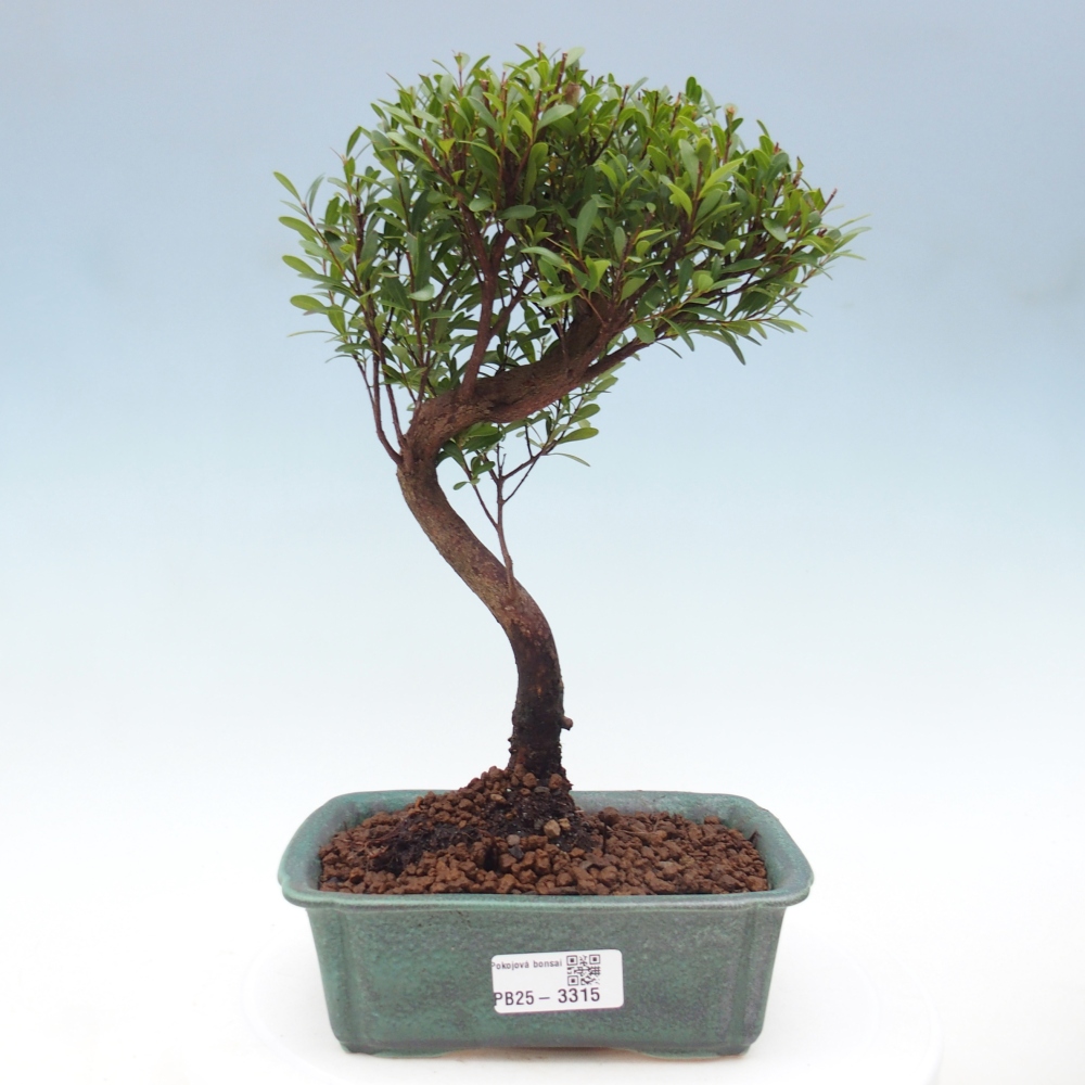 Pokojová bonsai - Syzygium - Pimentovník