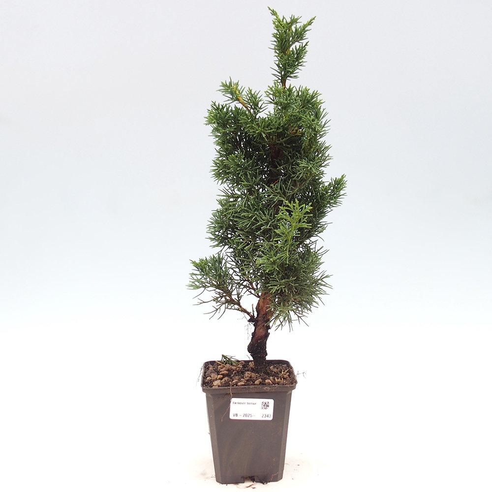 Venkovní bonsai - Juniperus chinensis Kishu -Jalovec čínský