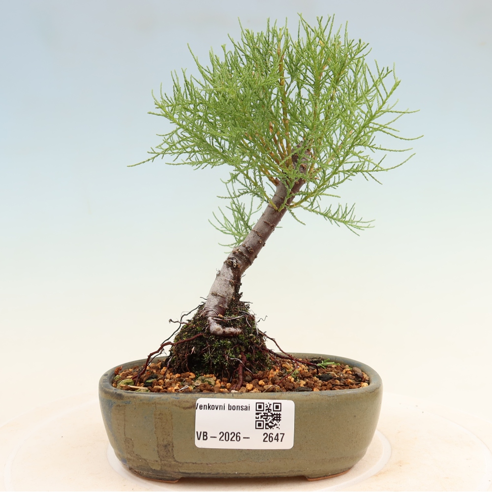 Venkovní bonsai - Tamaryšek - Tamarix
