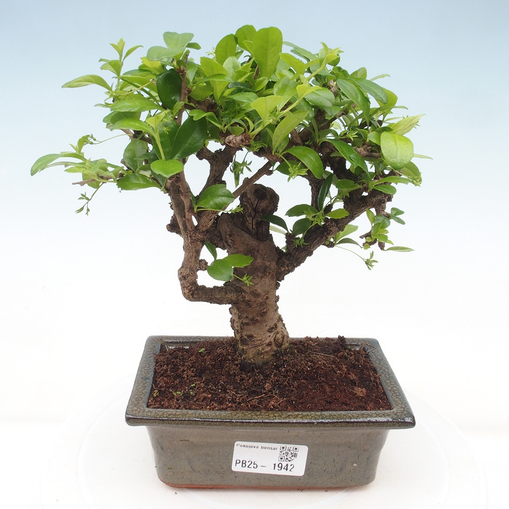 Pokojová bonsai - Carmona macrophylla - Čaj fuki