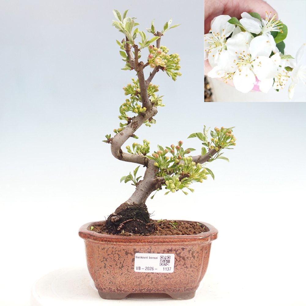 Venkovní bonsai - Malus sargentii -  Maloplodá jabloň