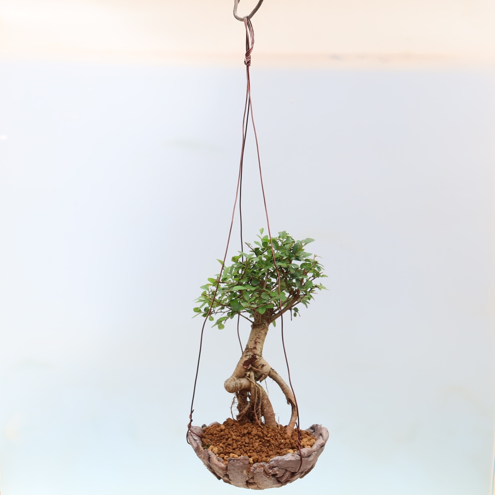 Kokedama v keramice -Ulmus parvifolia- malolistý jilm
