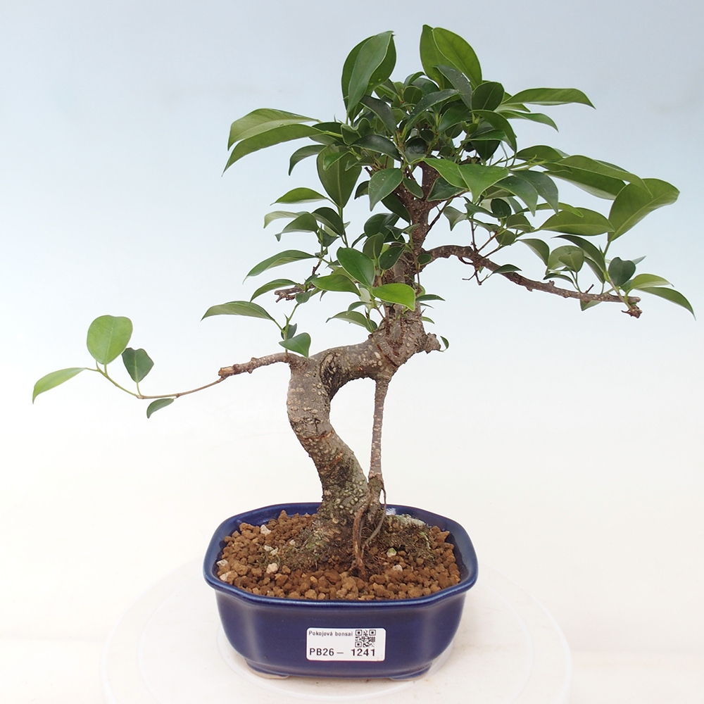 Pokojová bonsai - Ficus retusa -  malolistý fíkus