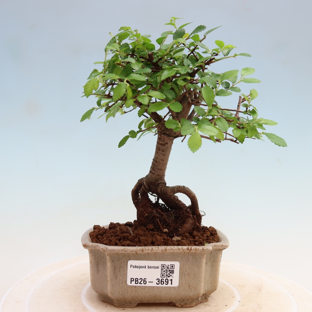 Pokojová bonsai - Ulmus parvifolia - Malolistý jilm