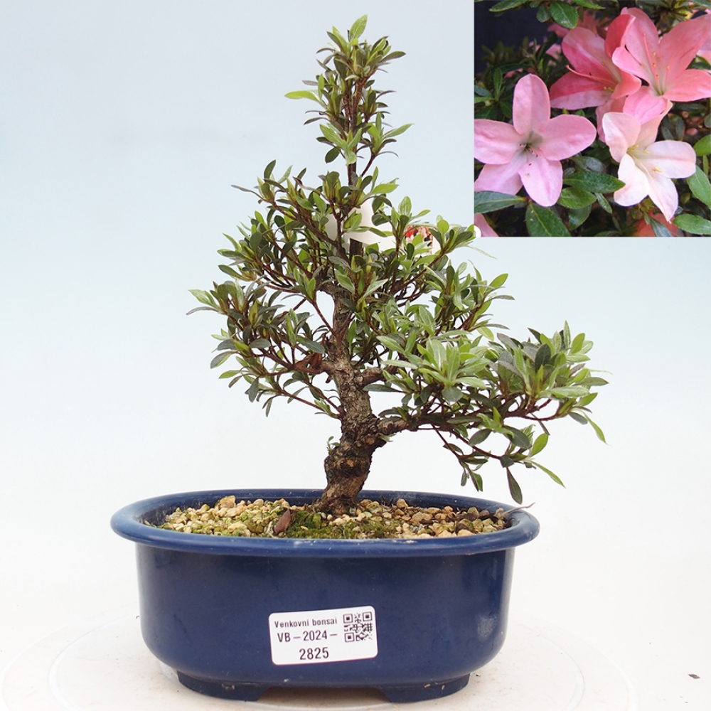 Venkovní bonsai - Japonská azalka - Azalea Nikko