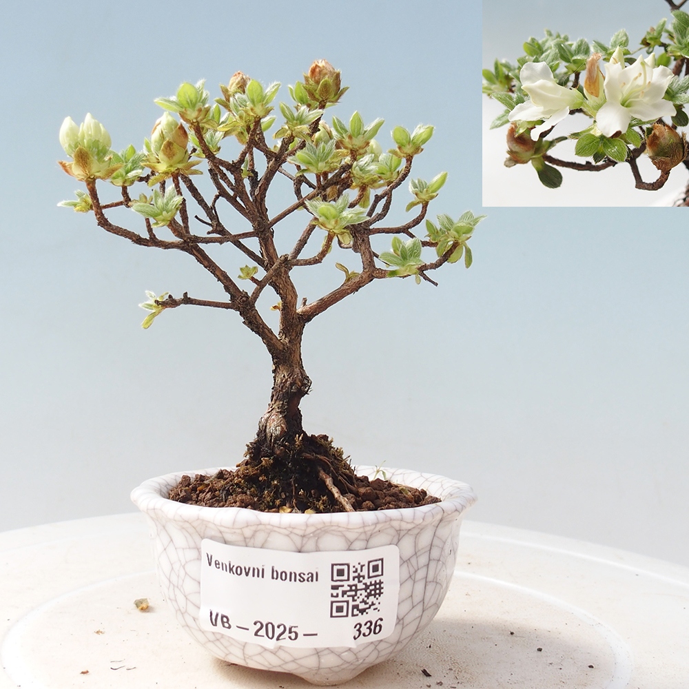 Venkovní bonsai - Rhododendron indicum - Japonská azalka