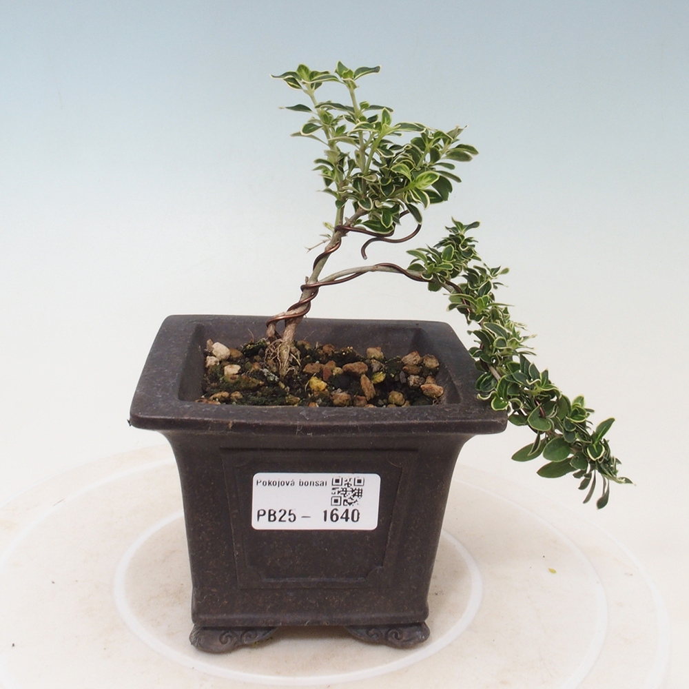 Pokojová bonsai - Serissa foetida Variegata - Strom tisíce hvězd