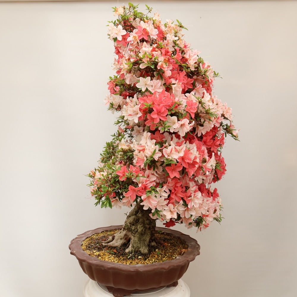 Venkovní bonsai - Japonská azalka - Azalea Kinu-no-Hikari