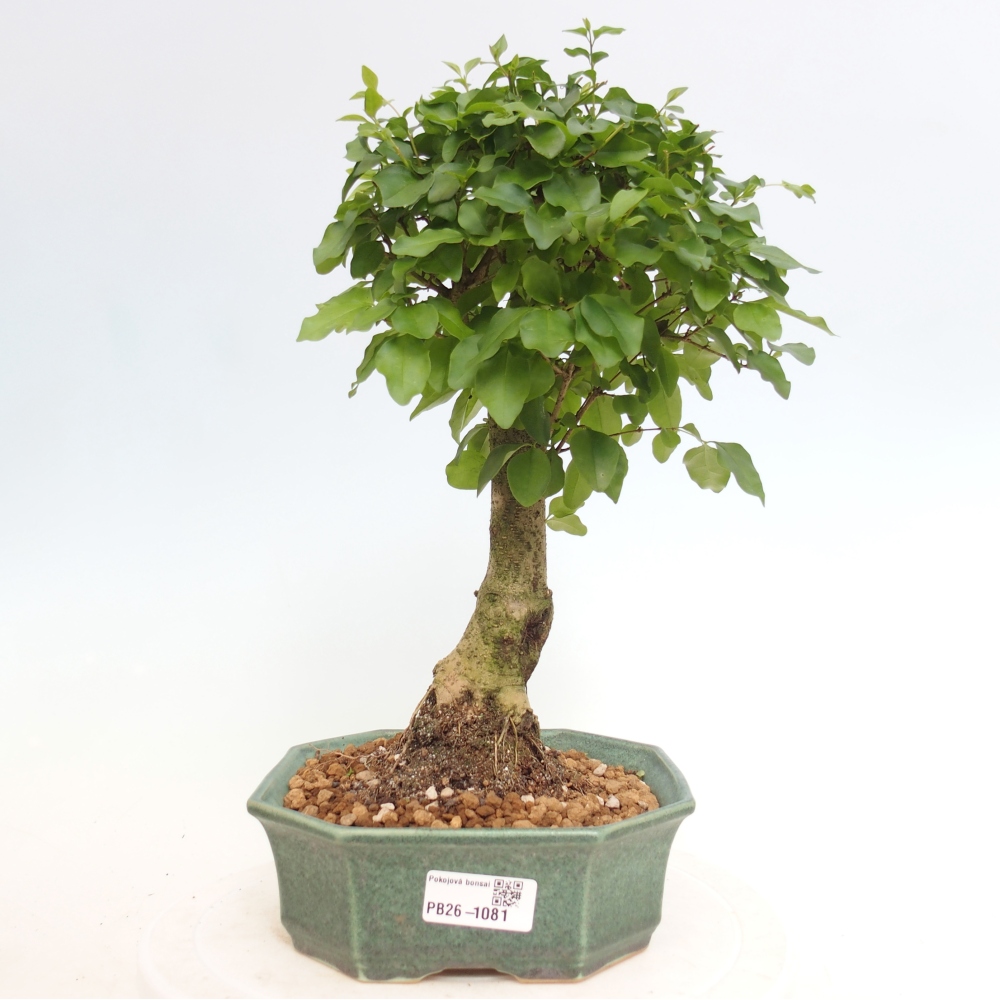 Pokojová bonsai -Ligustrum chinensis - Ptačí zob