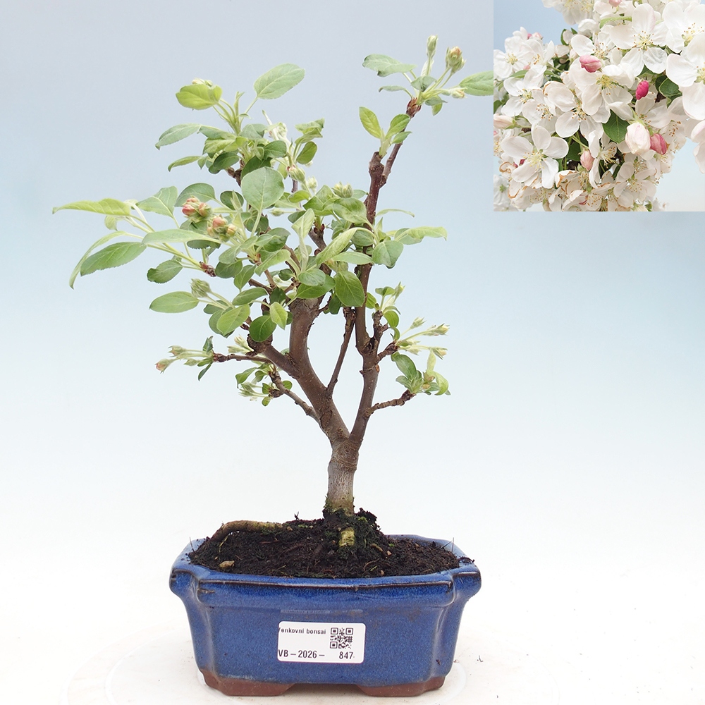 Venkovní bonsai -Malus halliana - Maloplodá jabloň