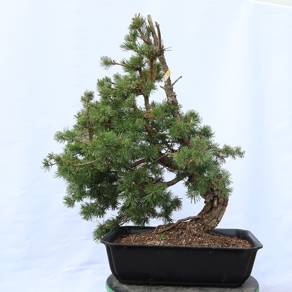 Pinus sylvestris Španělsko - borovice lesní