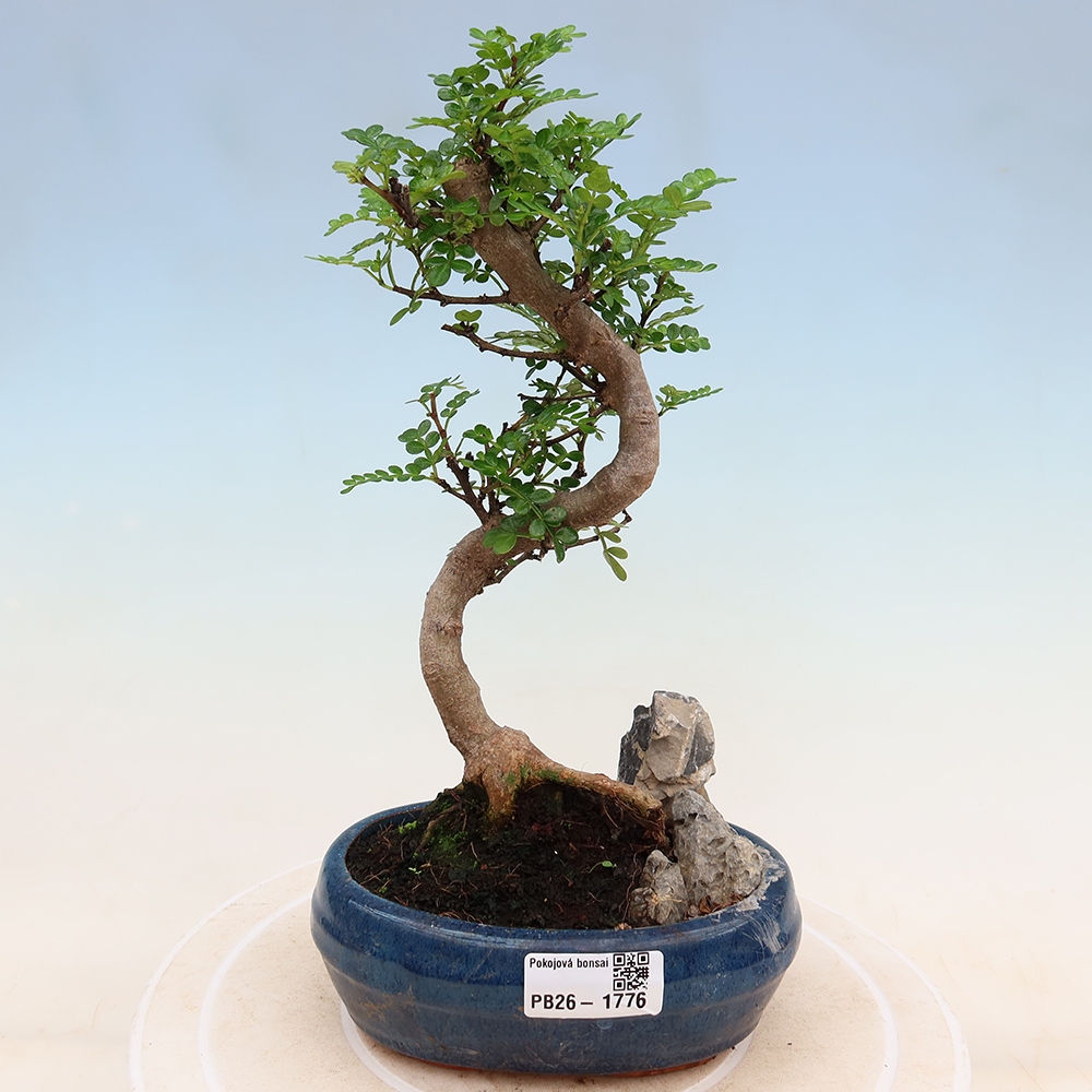 Pokojová bonsai - Zantoxylum piperitum - Pepřovník
