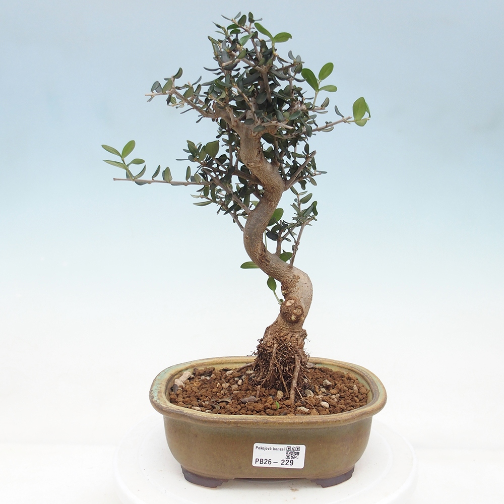 Pokojová bonsai - Olea europaea sylvestris -Oliva evropská drobnolistá