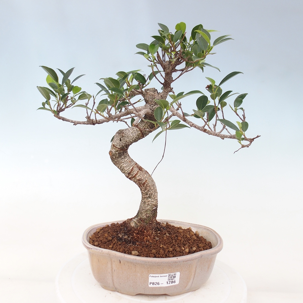 Pokojová bonsai - Ficus retusa -  malolistý fíkus