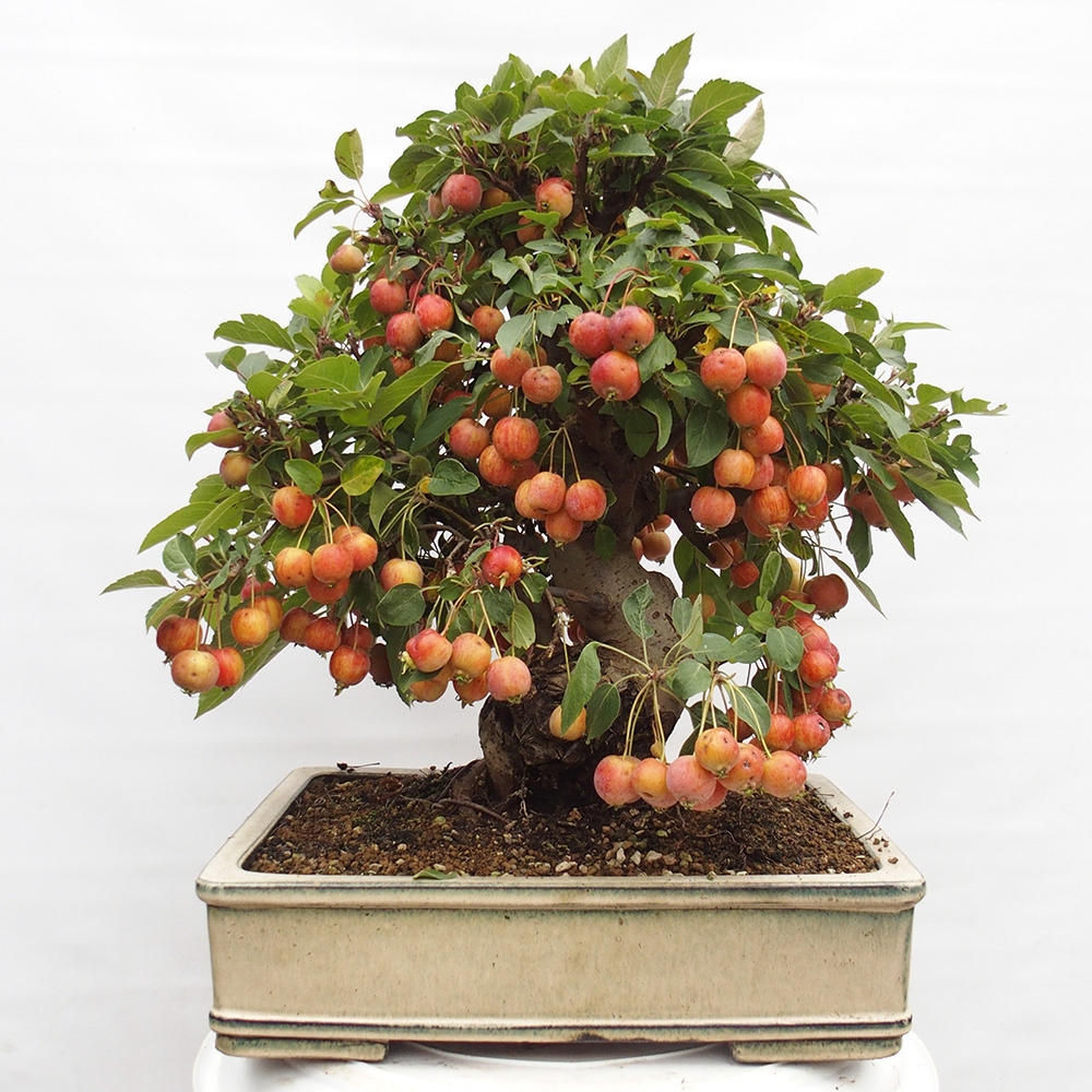 Venkovní bonsai -Malus halliana - Maloplodá jabloň