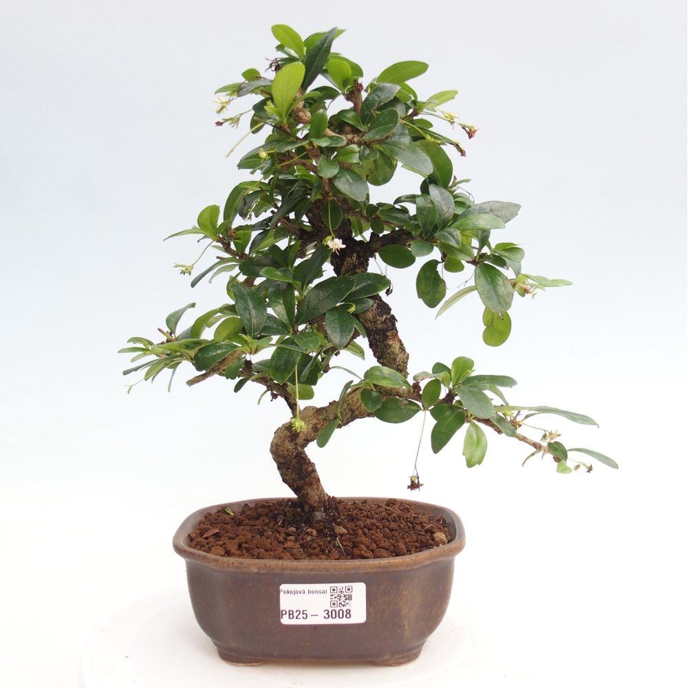 Pokojová bonsai - Carmona macrophylla - Čaj fuki