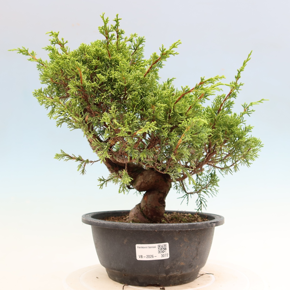 Venkovní bonsai - Juniperus chinensis Itoigawa-Jalovec čínský