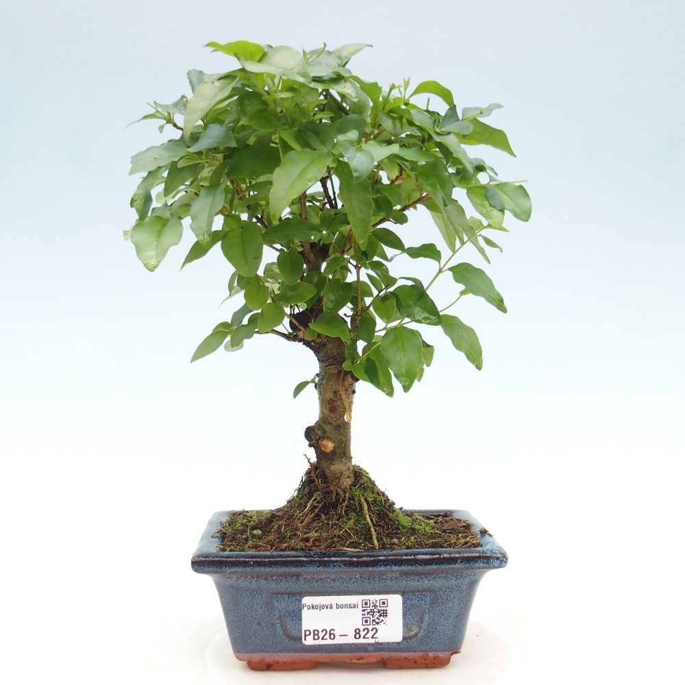 Pokojová bonsai -Ligustrum chinensis - Ptačí zob