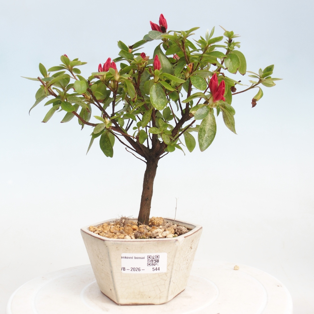 Venkovní bonsai - Japonská azalka - Azalea sp.