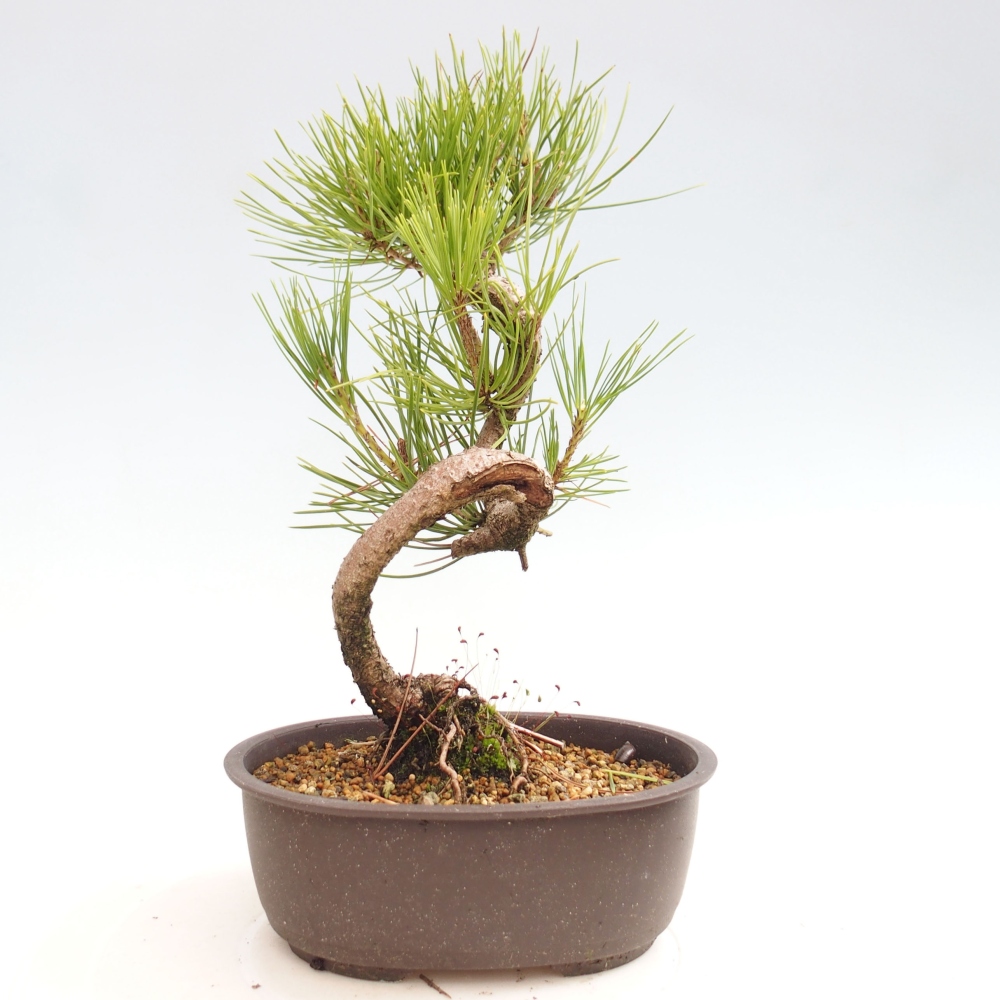 Venkovní bonsai - Pinus thunbergii - Borovice thunbergova