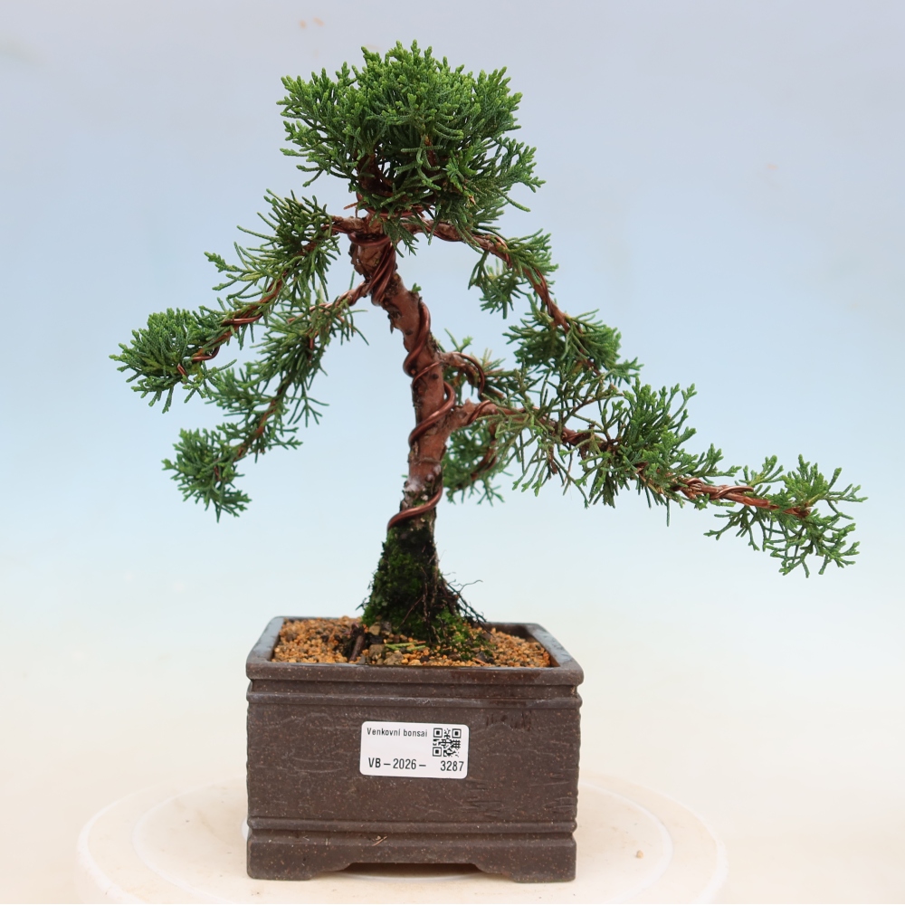 Venkovní bonsai - Juniperus chinensis Kishu -Jalovec čínský