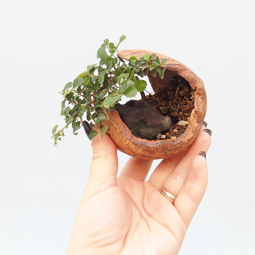 Pokojová bonsai - Grewia sp. - Grewie malolistá