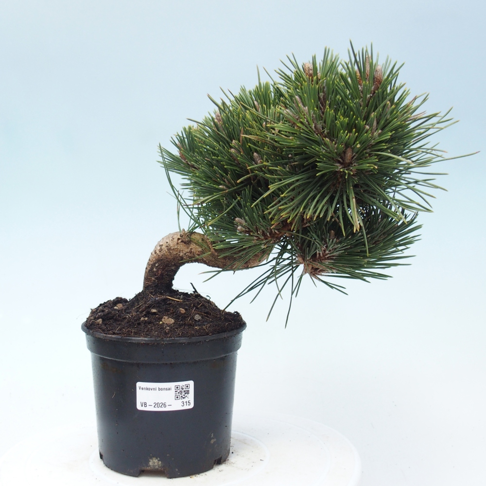 Venkovní bonsai - Pinus thunbergii senjyumaru - Borovice thunbergova