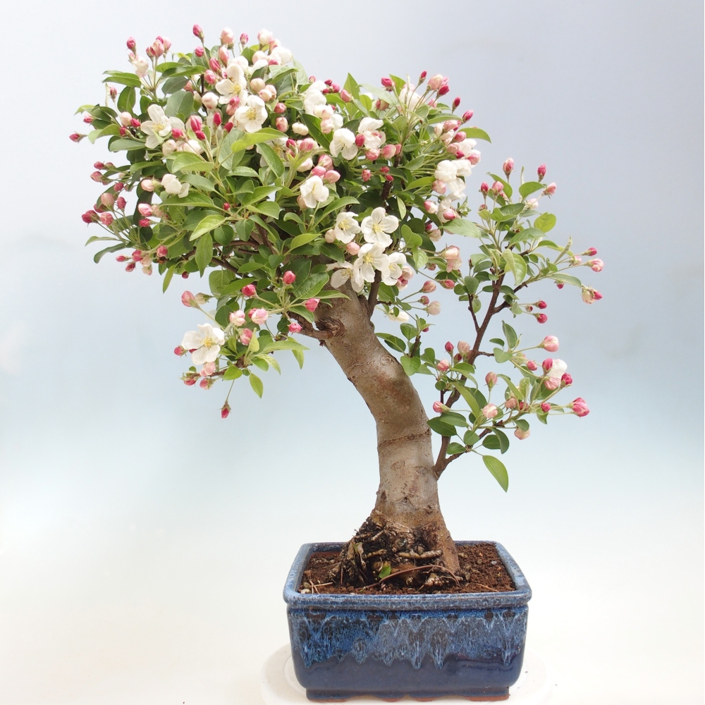 Venkovní bonsai -Malus halliana - Maloplodá jabloň