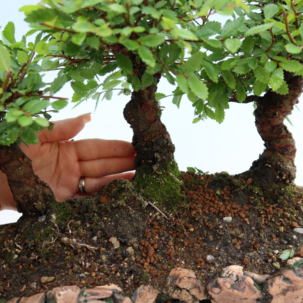 Venkovní bonsai - Zelkova - Zelkova NIRE - lesík