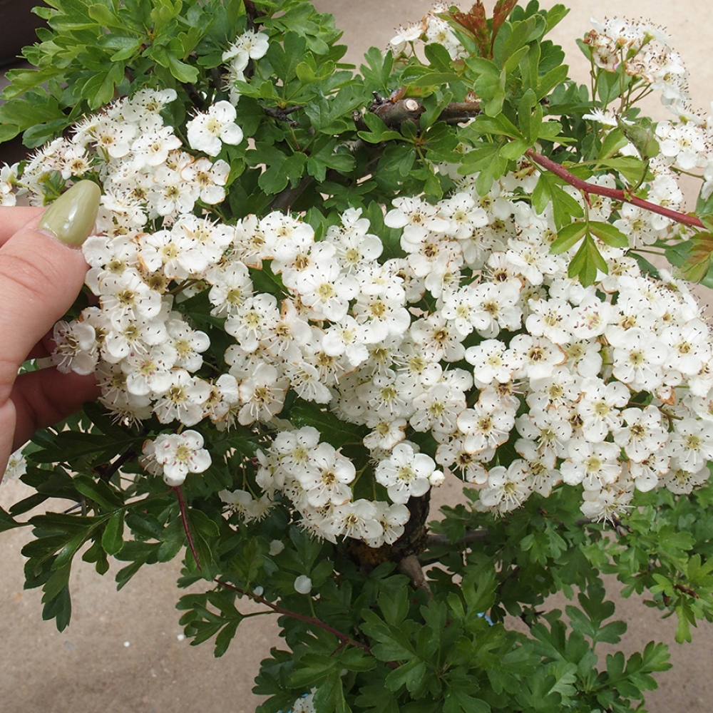 Venkovní bonsai - Hloh - Crataegus monogyna