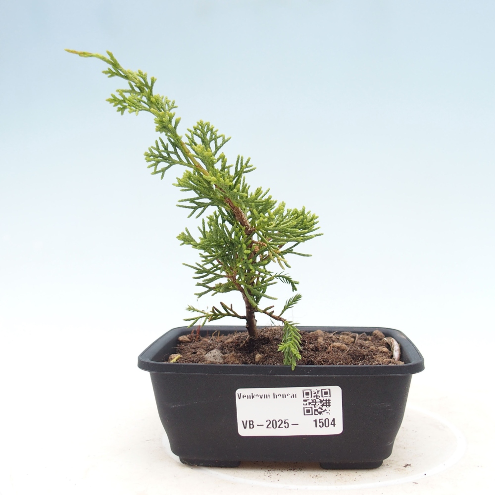 Venkovní bonsai - Juniperus chinensis Itoigawa -Jalovec čínský