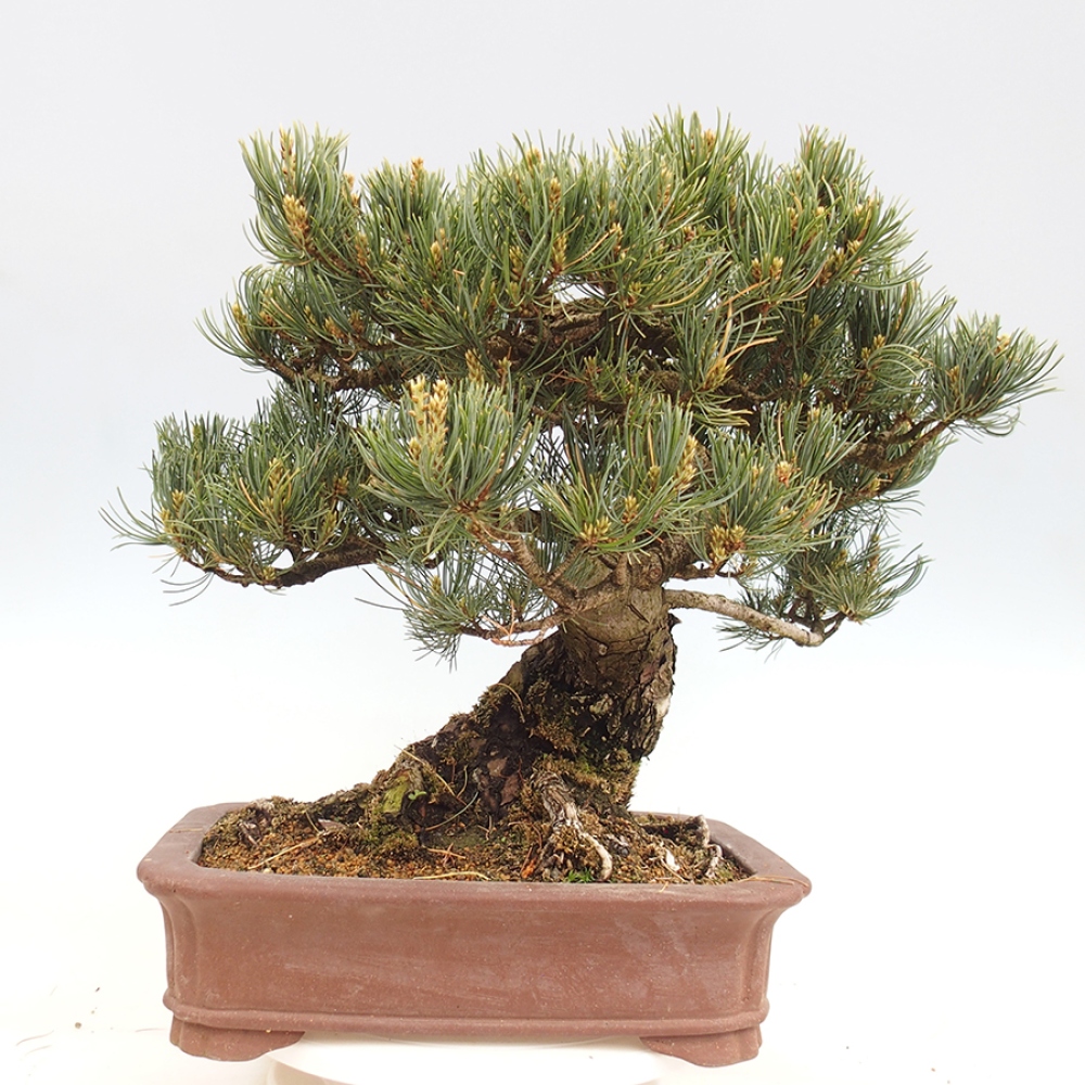 Venkovní bonsai - Pinus parviflora - Borovice drobnokvětá