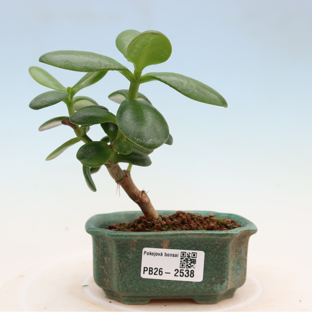 Pokojová bonsai - Portulakaria Afra - Tlustice
