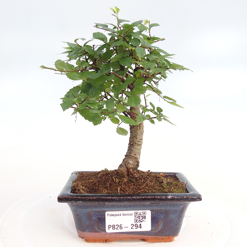 Pokojová bonsai - Ulmus parvifolia - Malolistý jilm