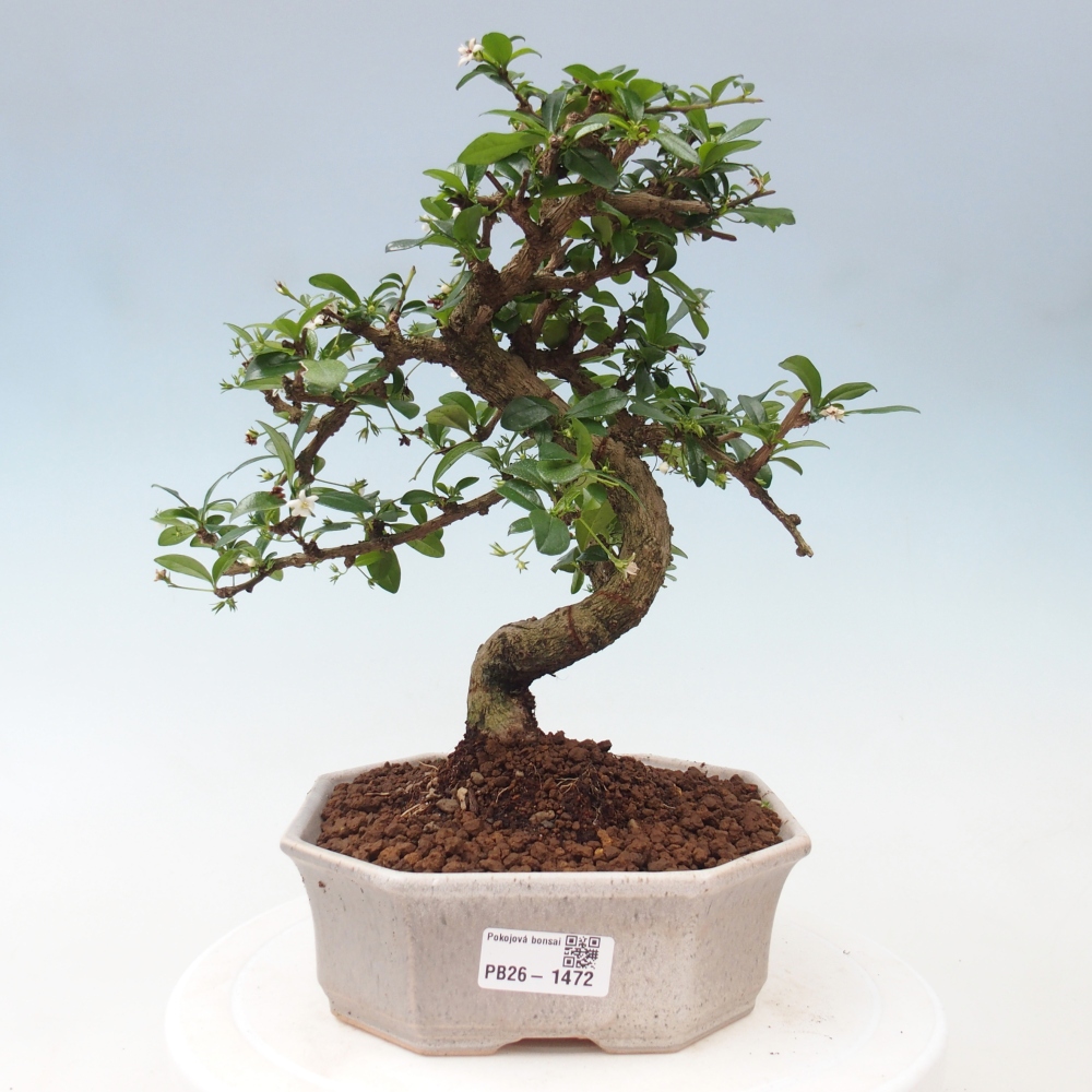Pokojová bonsai - Carmona macrophylla - Čaj fuki