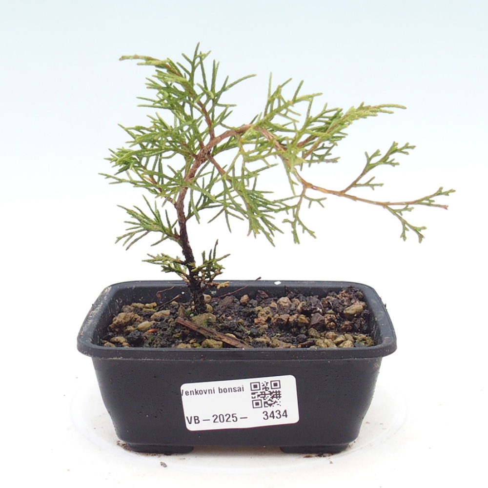 Venkovní bonsai - Juniperus chinensis Itoigawa -Jalovec čínský