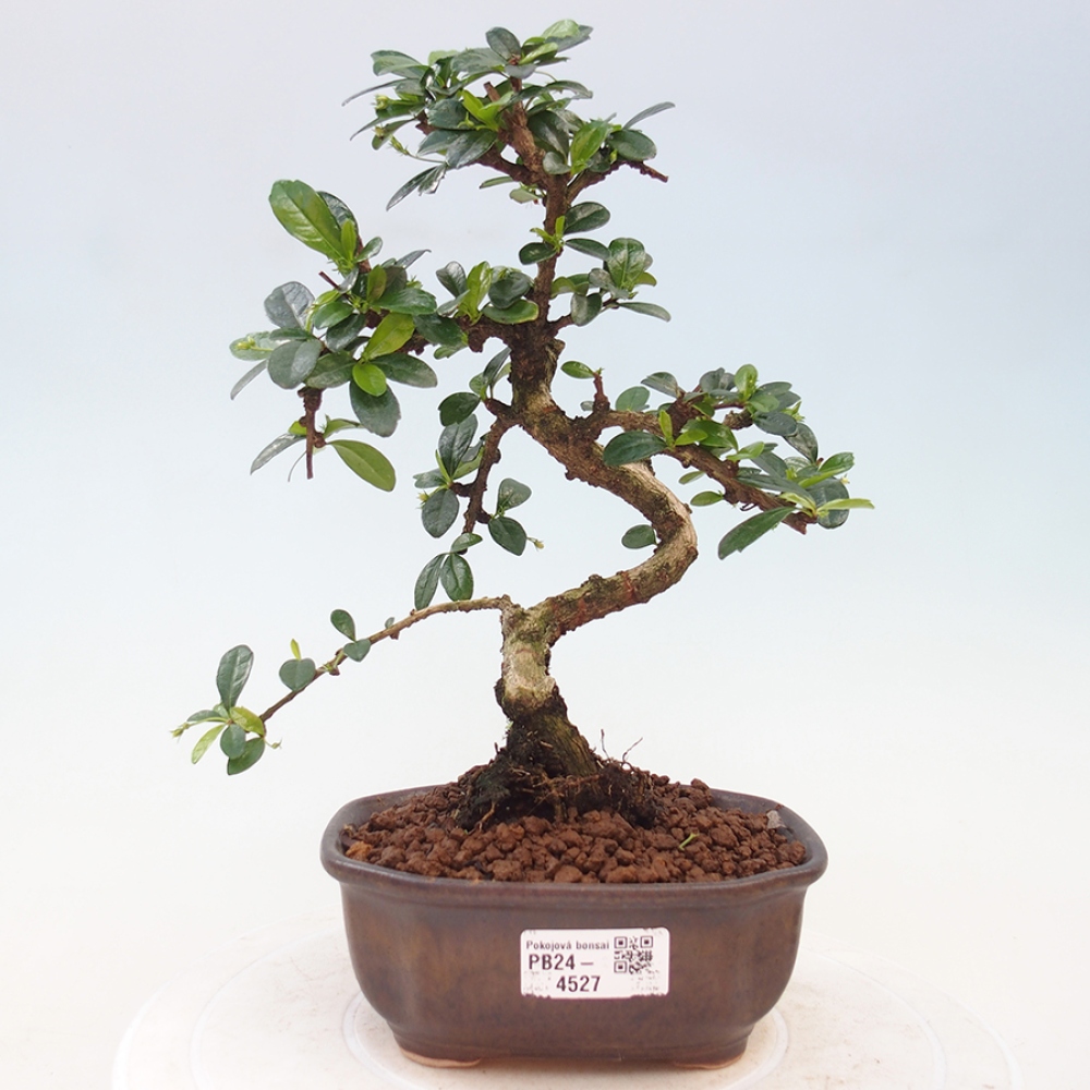 Pokojová bonsai - Carmona macrophylla - Čaj fuki