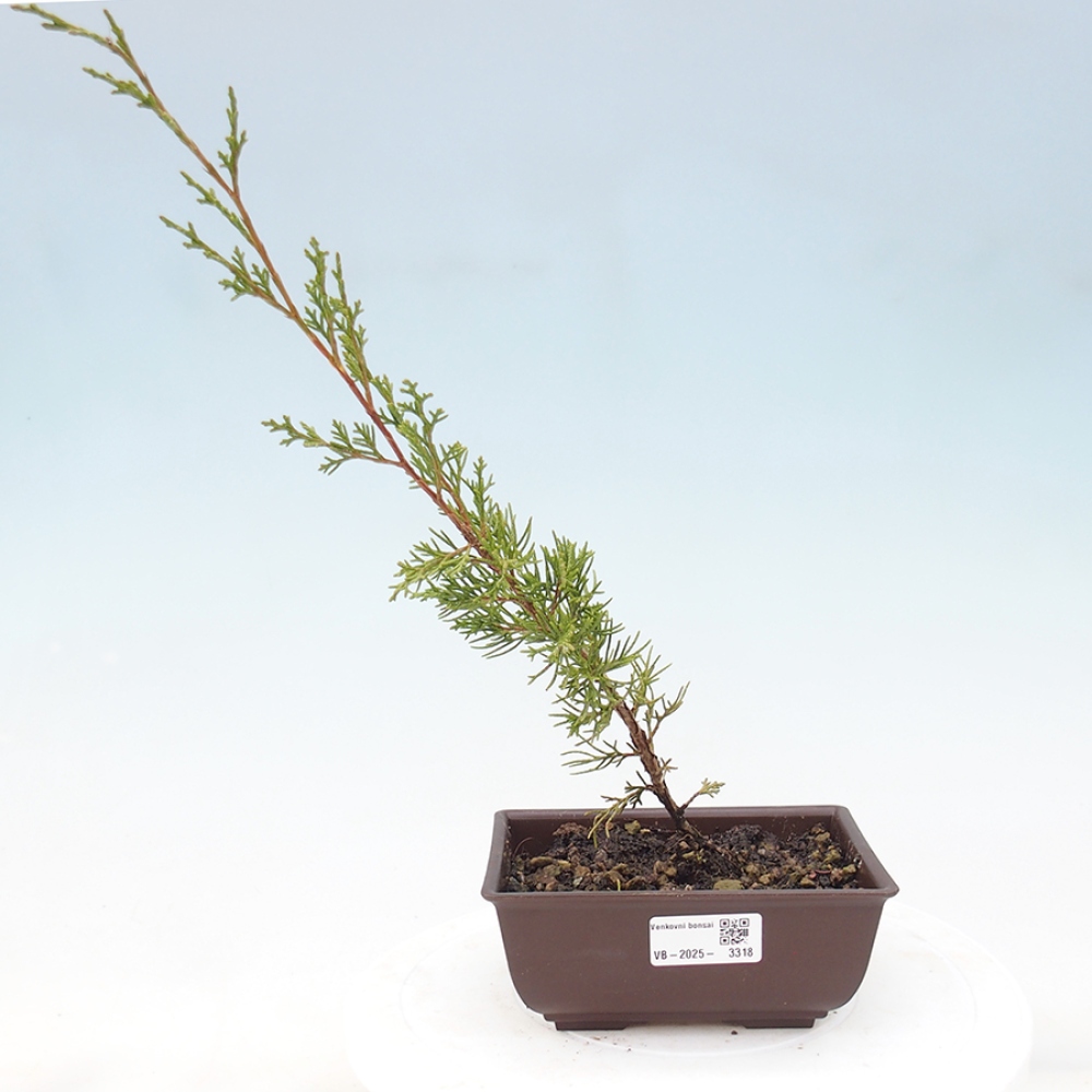 Venkovní bonsai - Juniperus chinensis Itoigawa -Jalovec čínský
