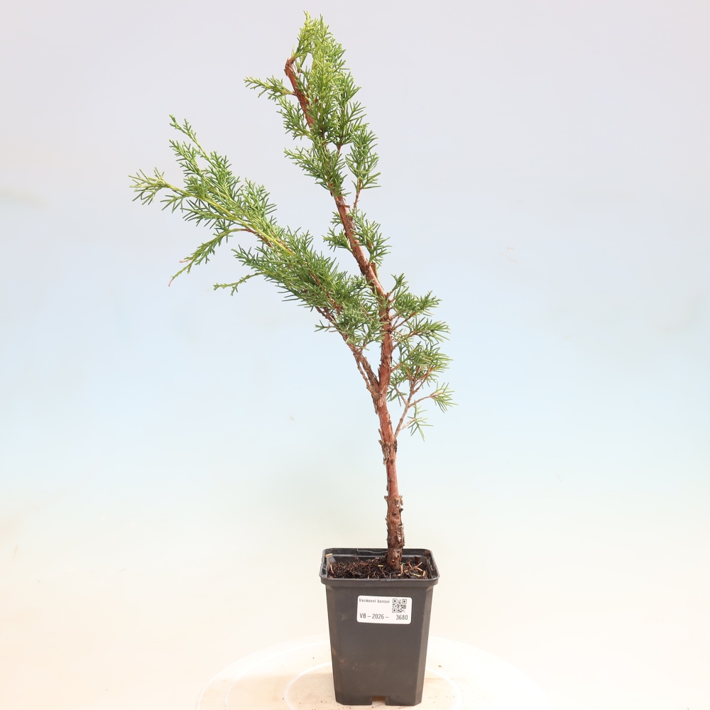 Venkovní bonsai - Juniperus chinensis Kishu -Jalovec čínský