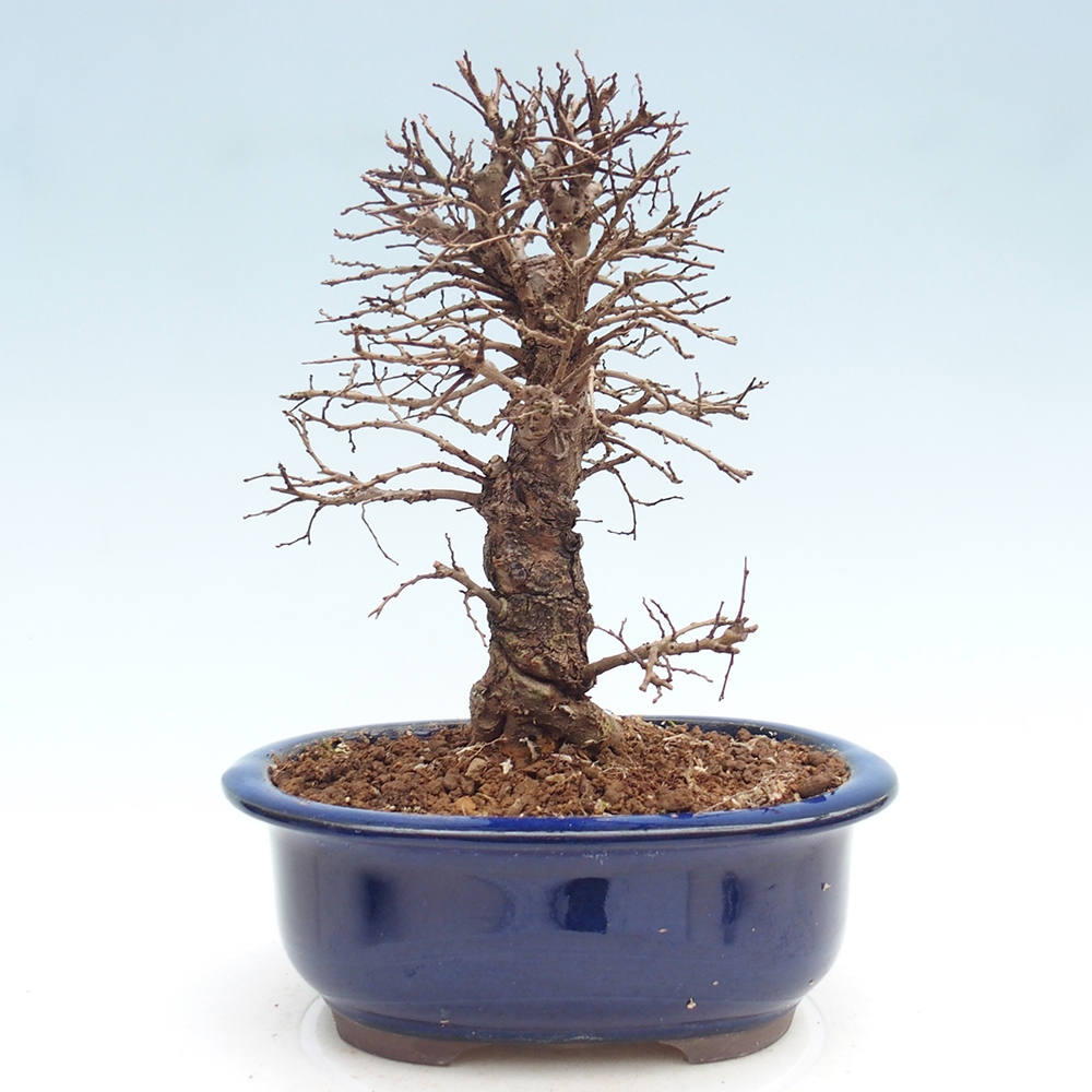 Venkovní bonsai - Zelkova - Zelkova NIRE